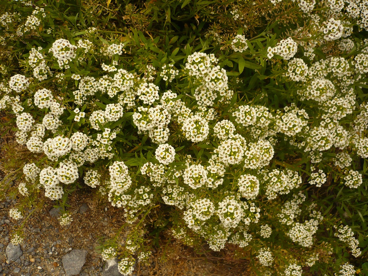 Lobularia maritima subsp. maritima (Brassicaceae)